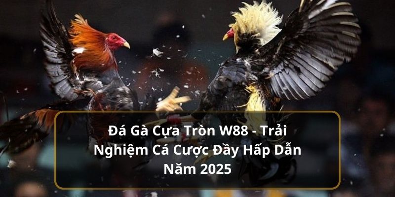 Đá gà cựa tròn - ảnh đại diện