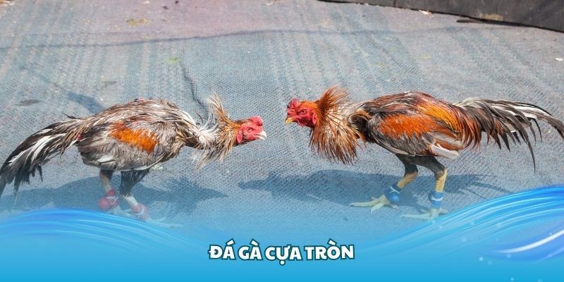 Đá gà cựa tròn - Tham gia đặt cược đá gà cựa tròn tại W88 có gì hay?