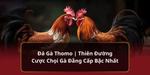 Đá gà thomo - ảnh đại diện