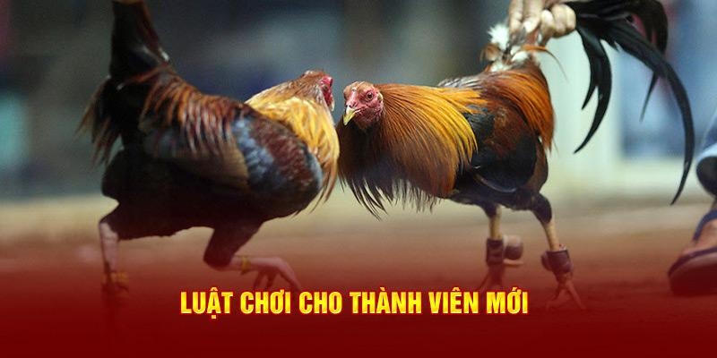 Đá gà thomo - Khám phá trường đá gà Thomo chuyên nghiệp